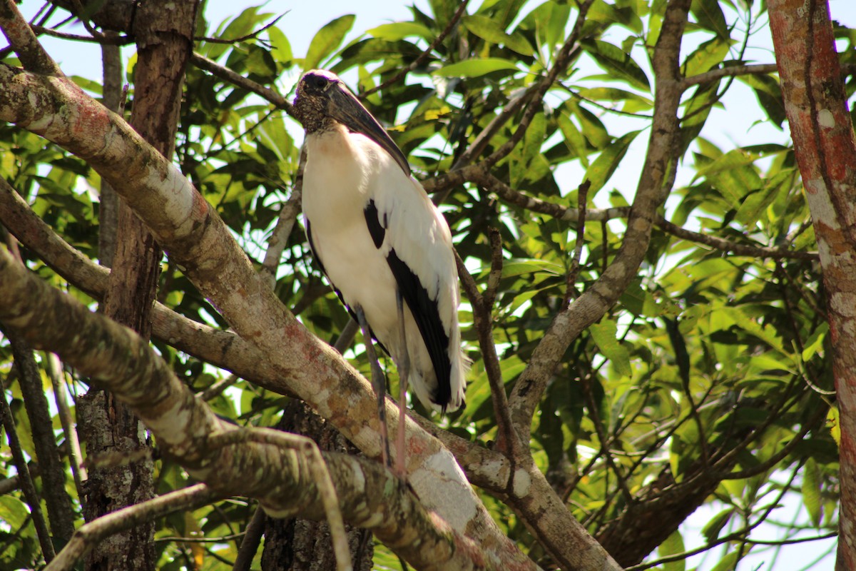 amerikastork - ML643887776