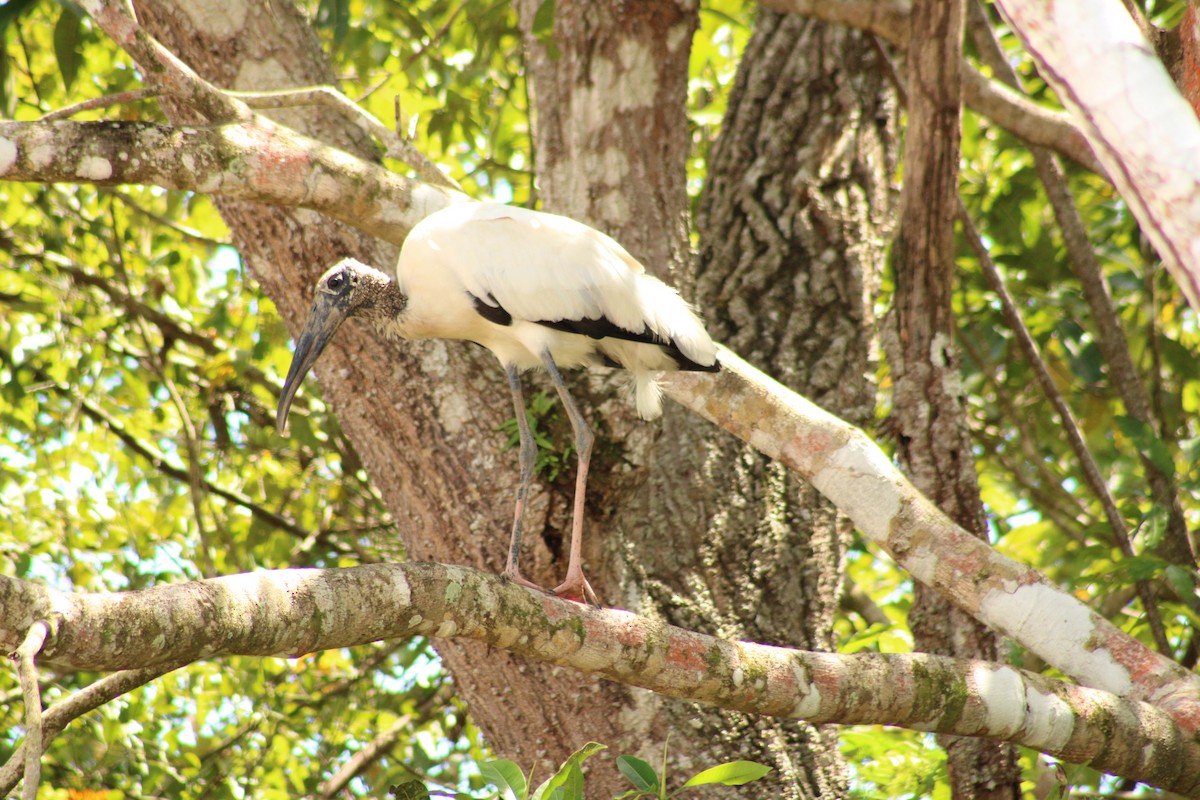 amerikastork - ML643887777