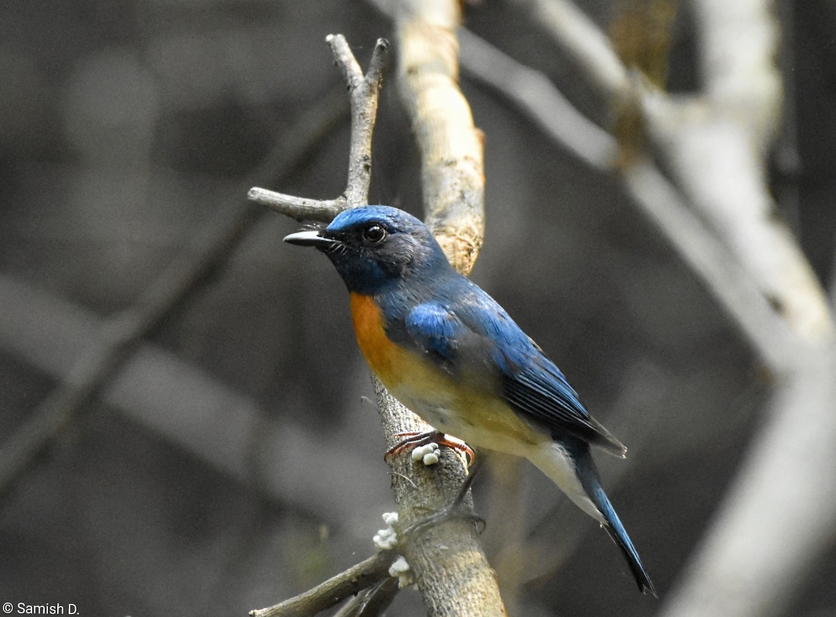 Blue-throated Flycatcher - ML643887778