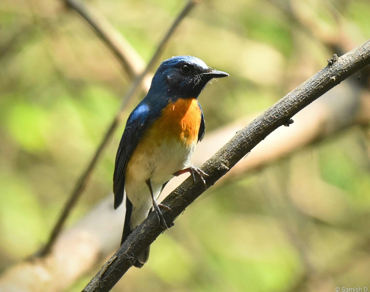 Blue-throated Flycatcher - ML643887779