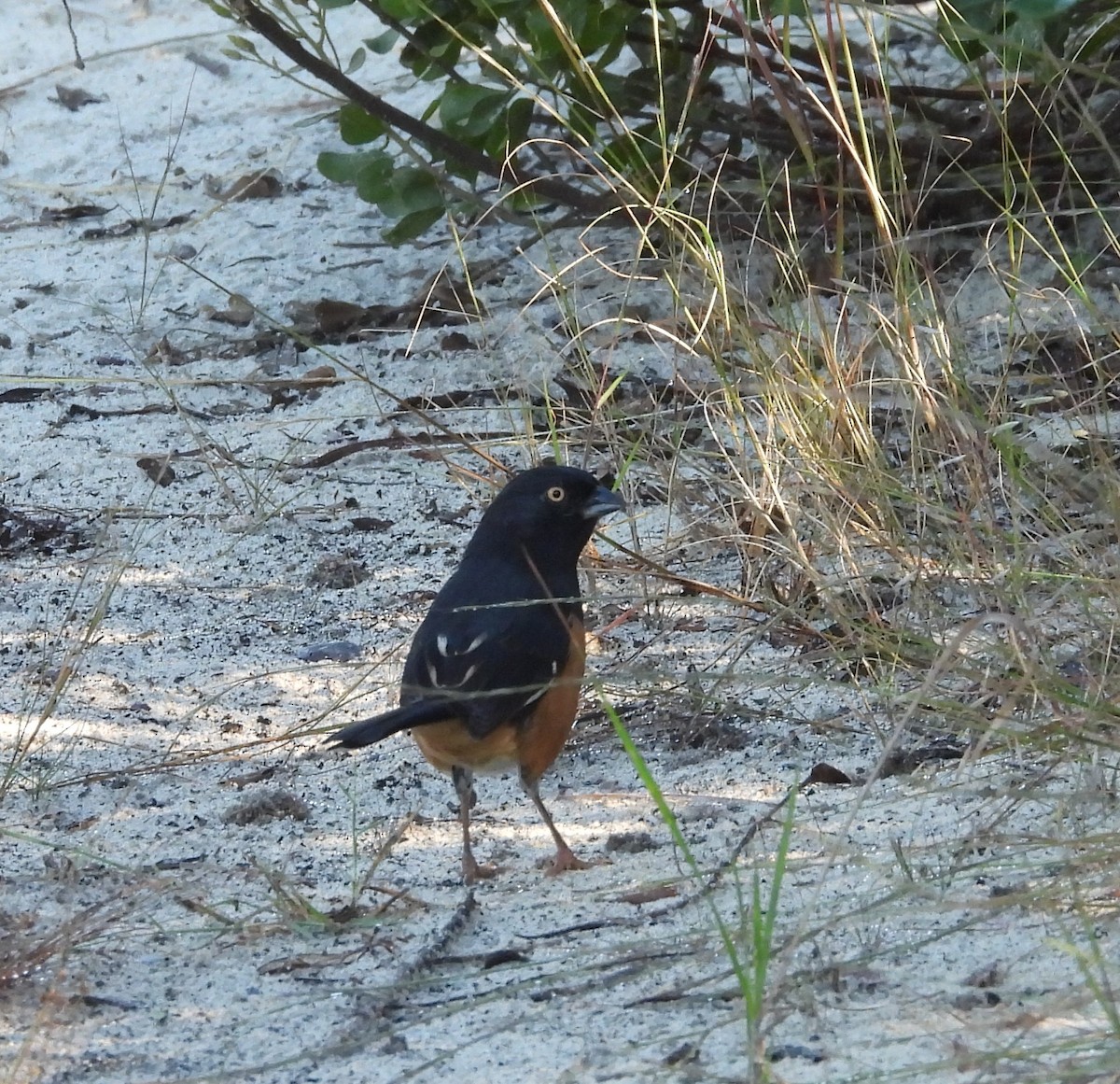Eastern Towhee - ML643887786