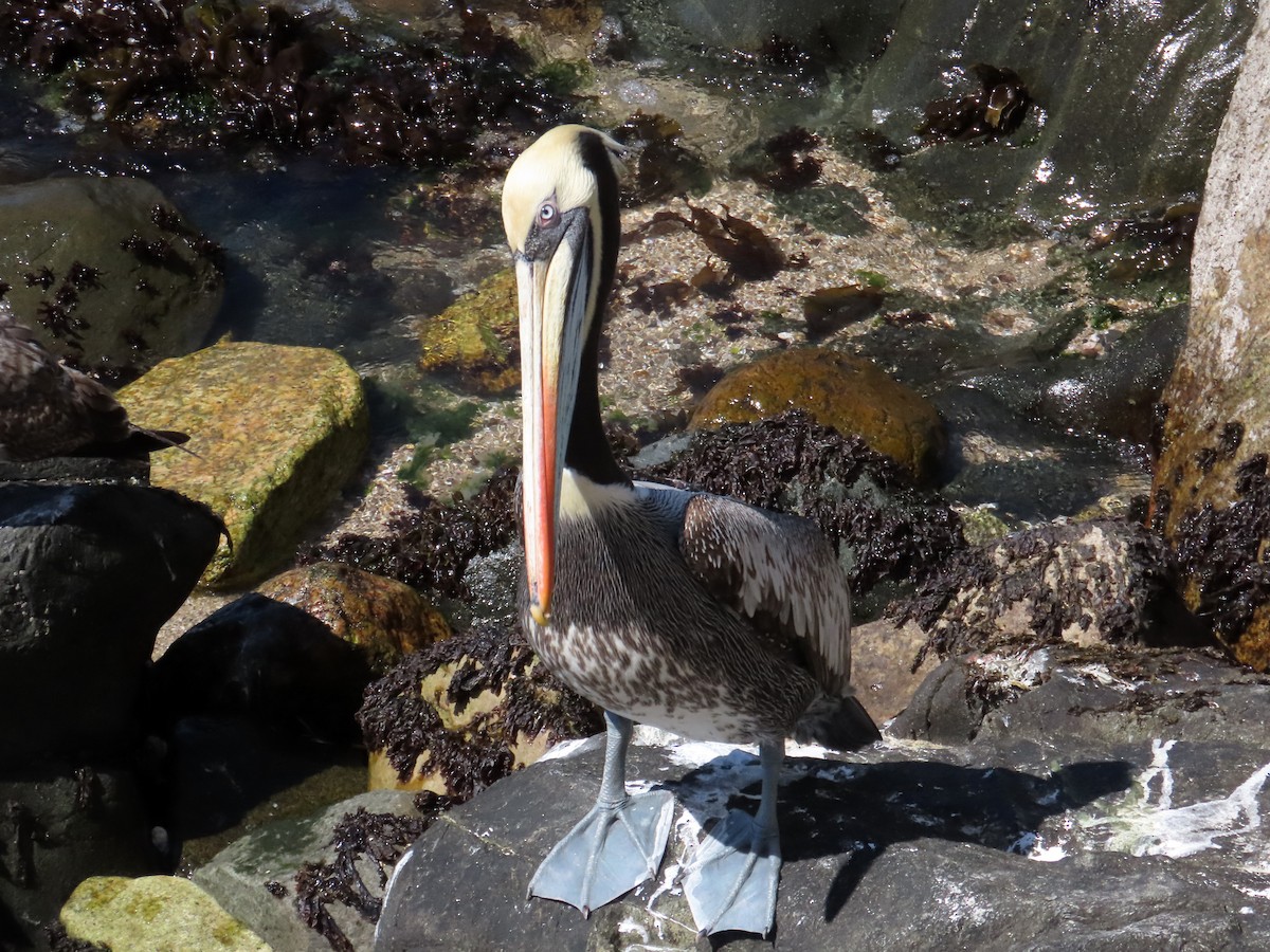 Peru Pelikanı - ML643887788