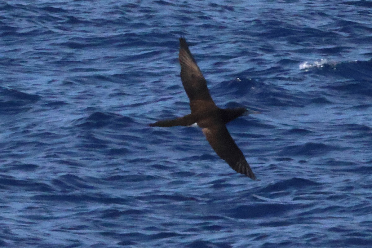 Cocos Booby - ML643887816