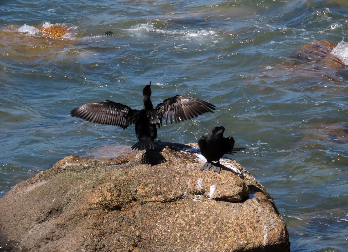Cormoran vigua - ML643887823