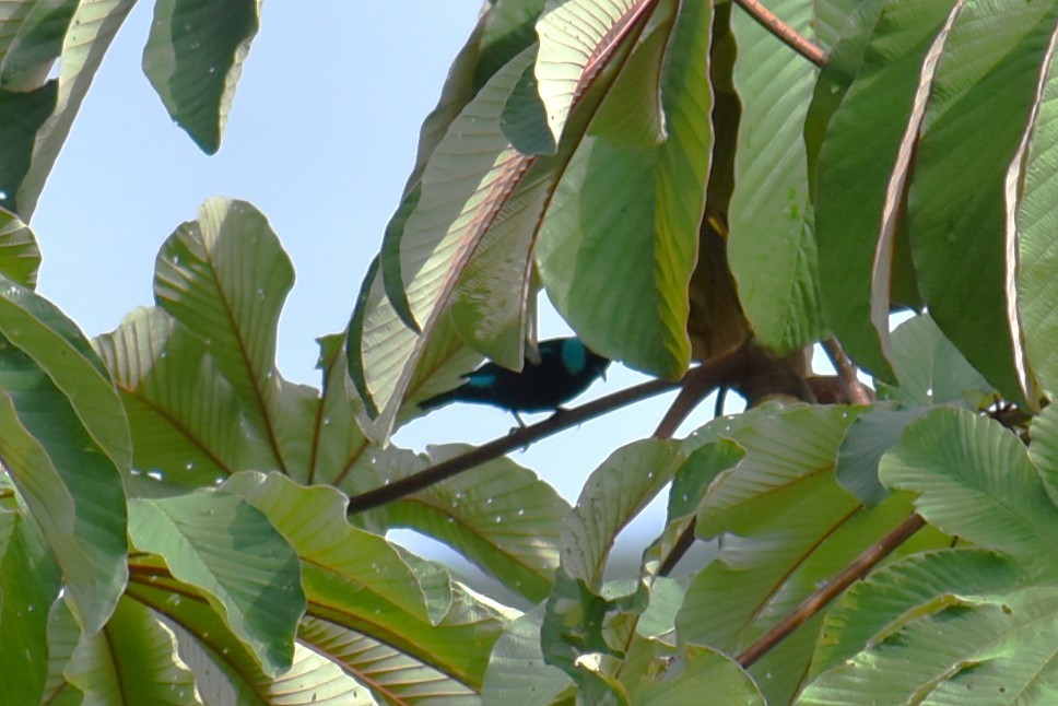 Scarlet-thighed Dacnis - ML643887824