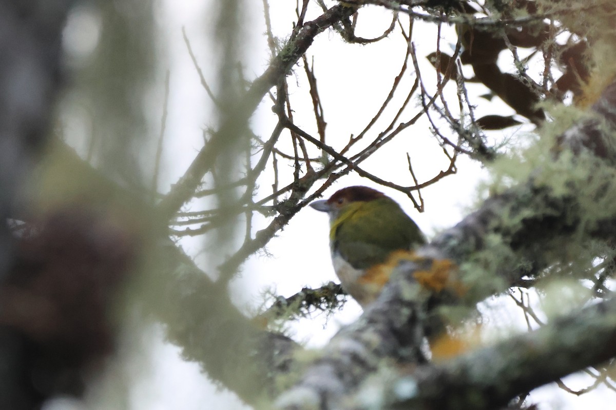 Rufous-browed Peppershrike - ML643887835