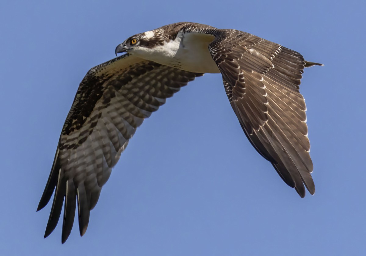 Falco pescatore - ML643887837