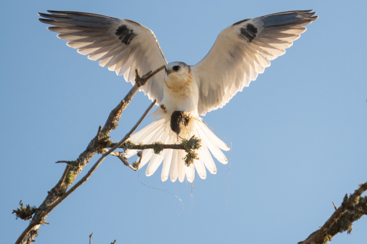 White-tailed Kite - ML643887844