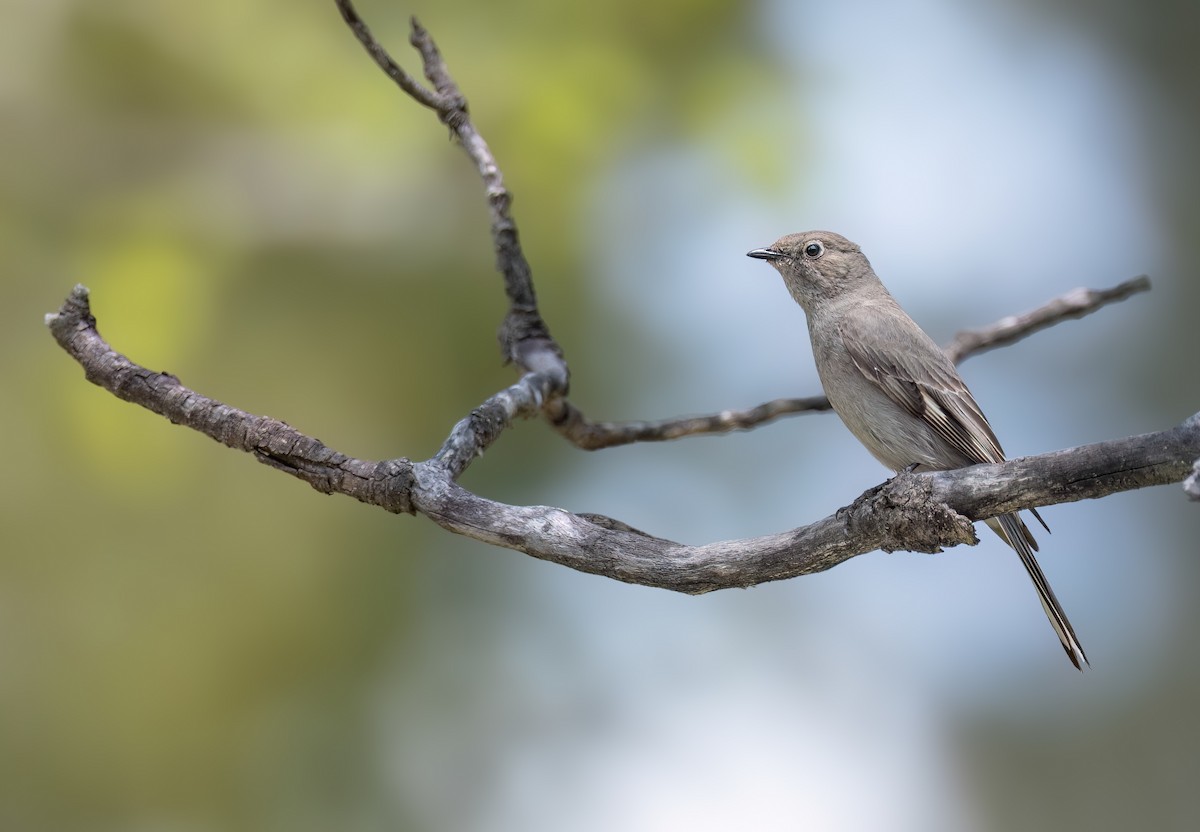 Townsend's Solitaire - ML643887847