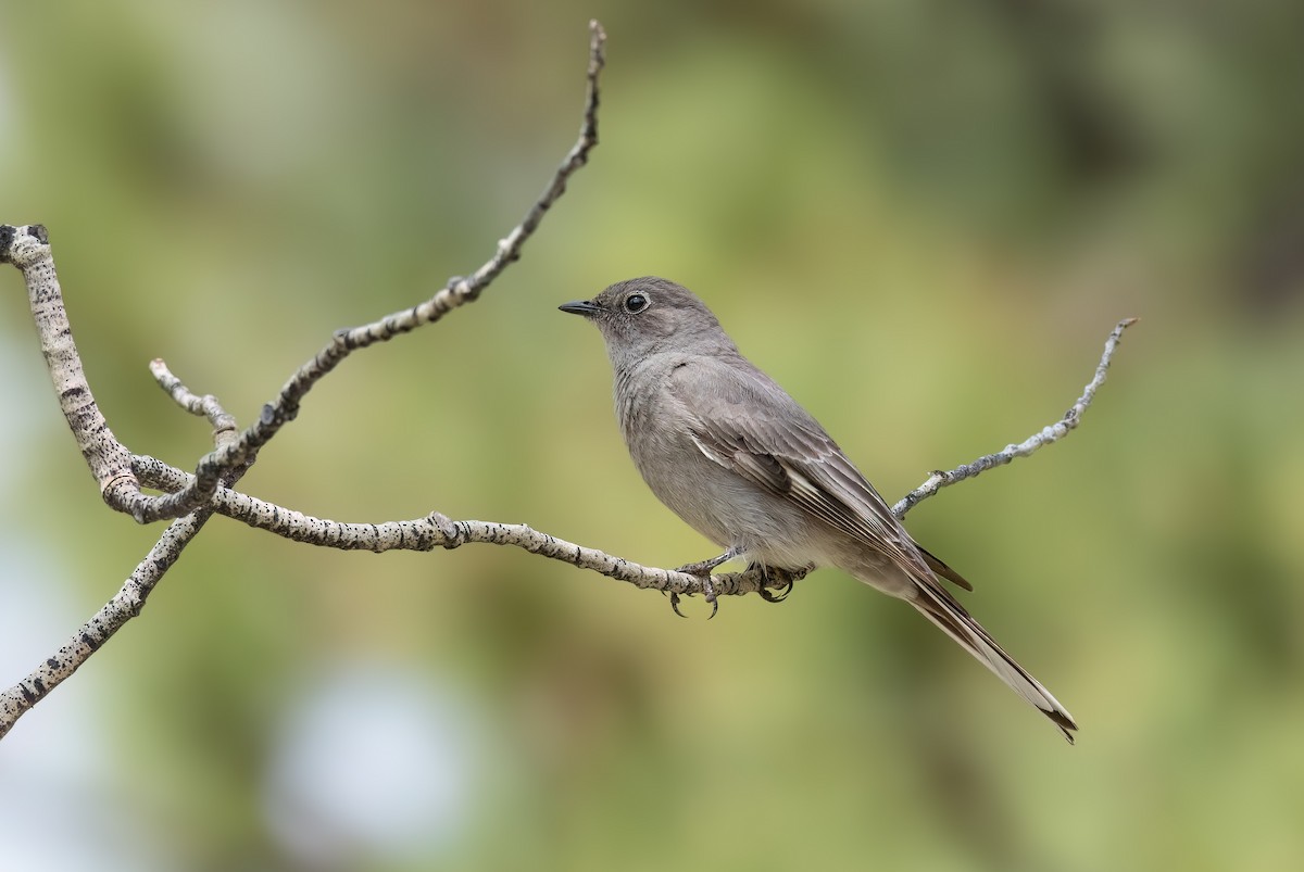 Townsend's Solitaire - ML643887848