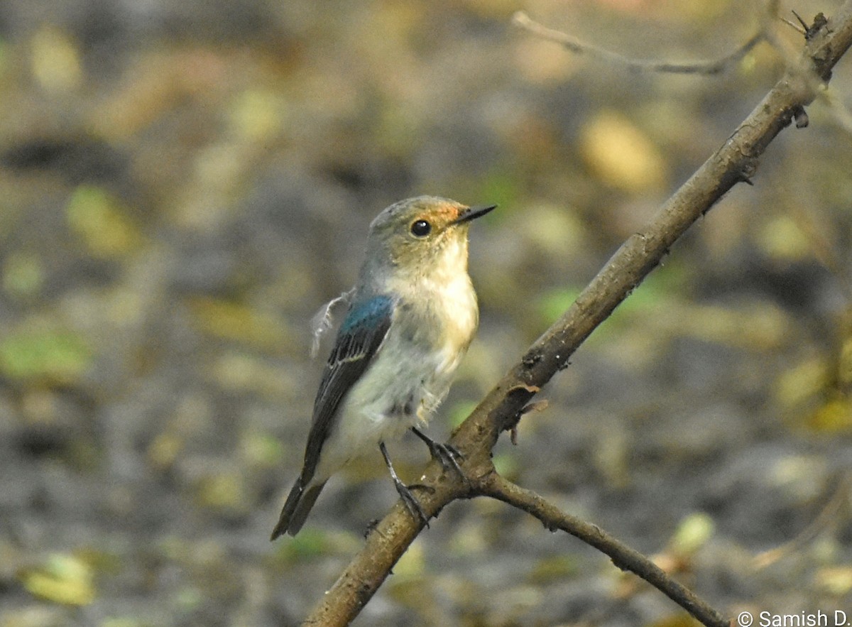 Ultramarine Flycatcher - ML643887852