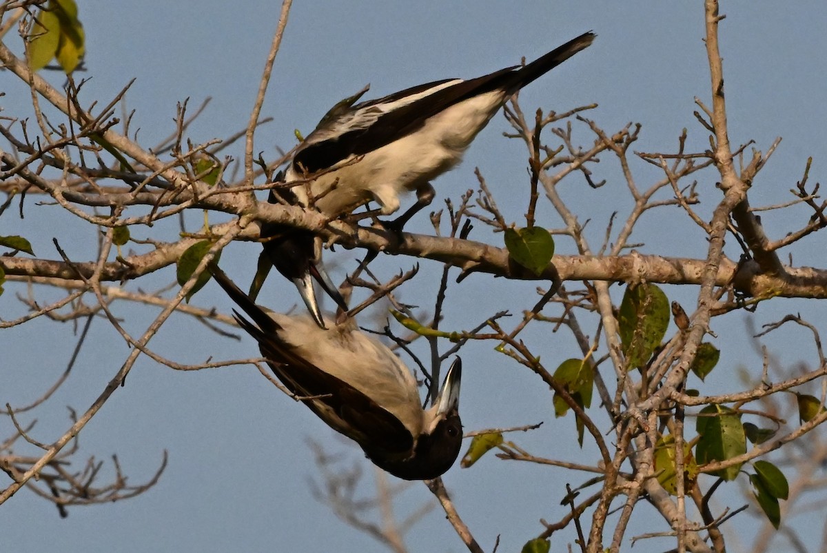 Silver-backed Butcherbird - ML643887856