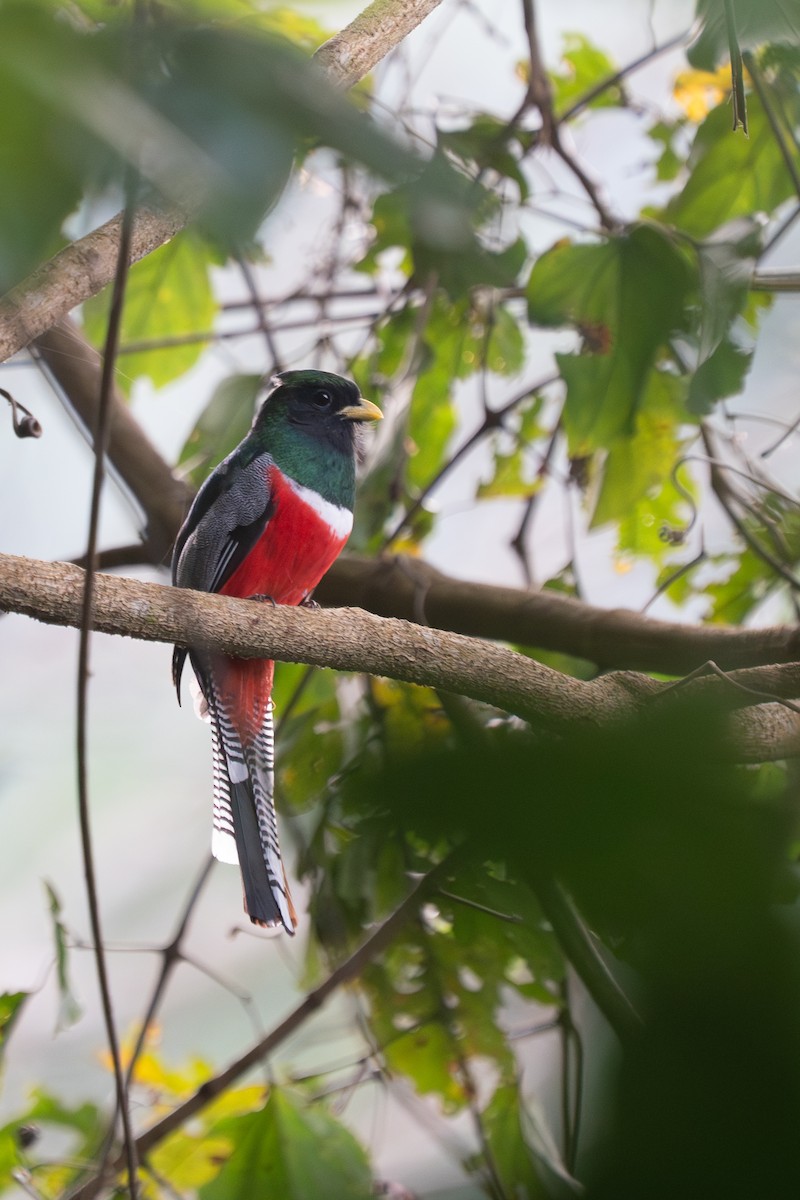 Collared Trogon - ML643887857