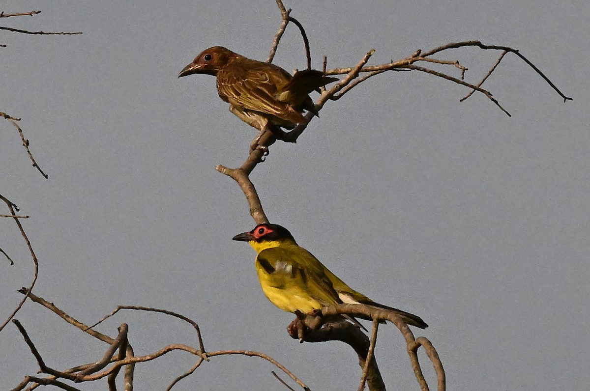 Australasian Figbird - ML643887860
