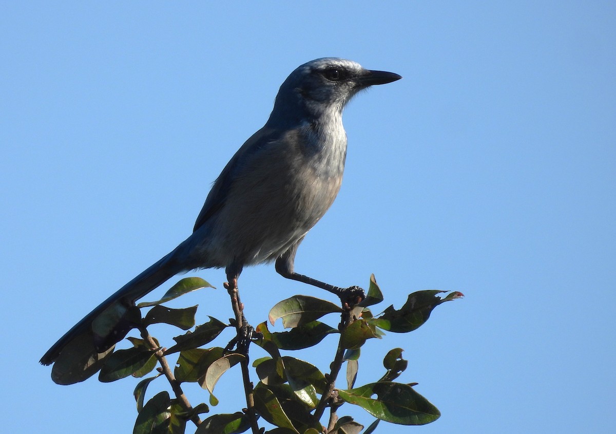 Florida Scrub-Jay - ML643887871