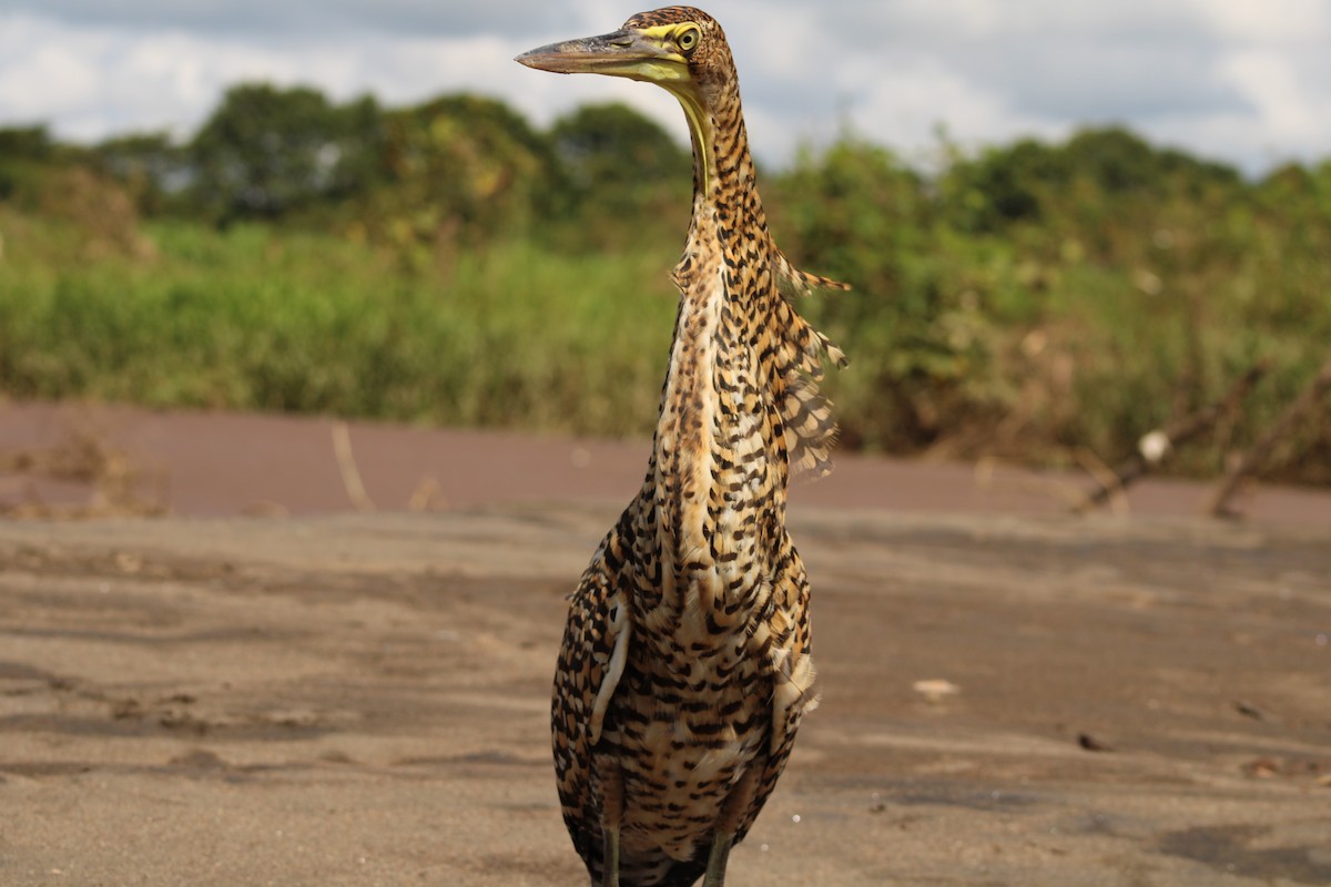 Bare-throated Tiger-Heron - ML643887884