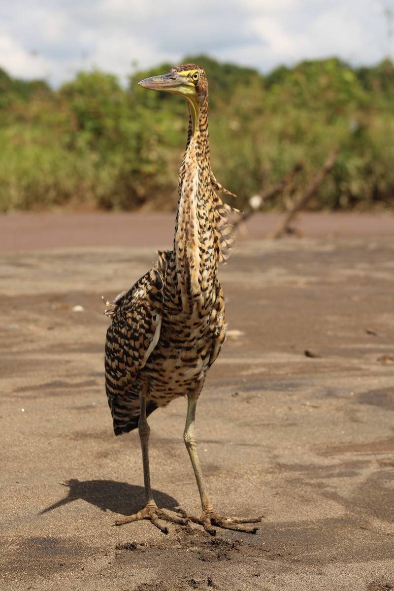 Bare-throated Tiger-Heron - ML643887890