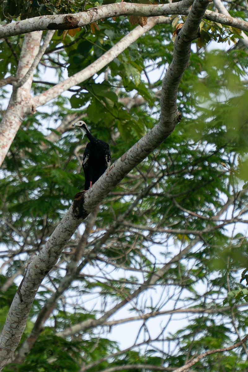 White-throated Piping-Guan - ML643887892
