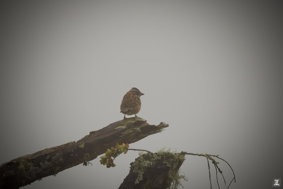 Rufous-collared Sparrow - ML643887894