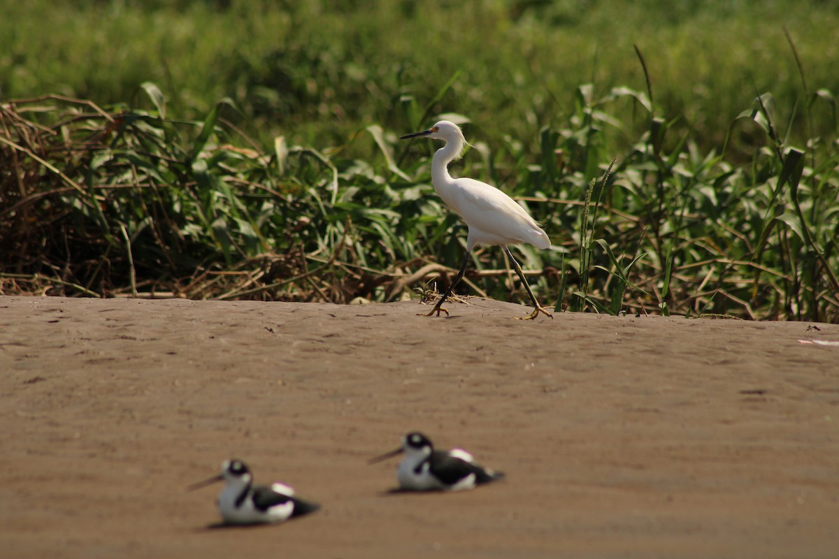 Snowy Egret - ML643887895