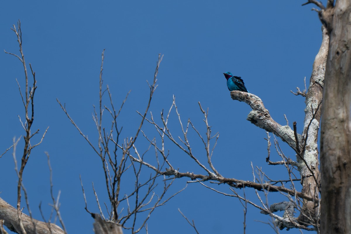 Spangled Cotinga - ML643887897