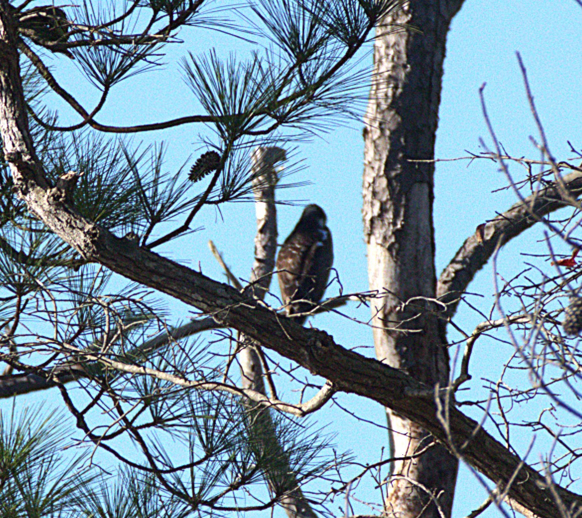 Osprey - ML643887899