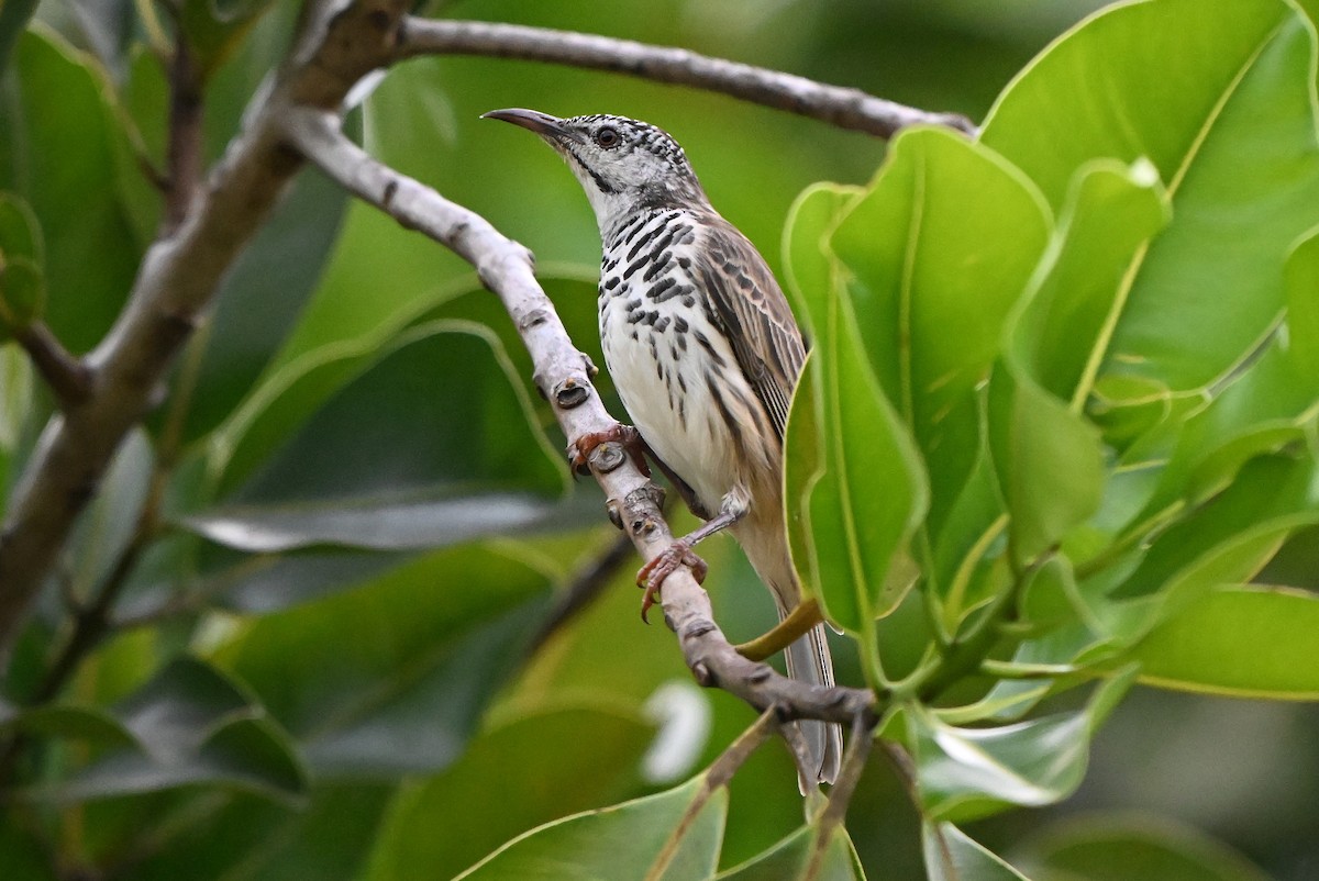 Bar-breasted Honeyeater - ML643887901