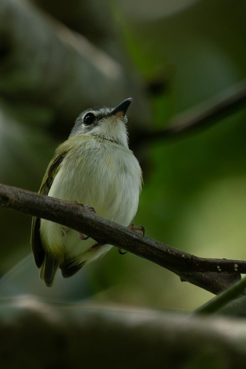 Microtyran à queue courte - ML643887902