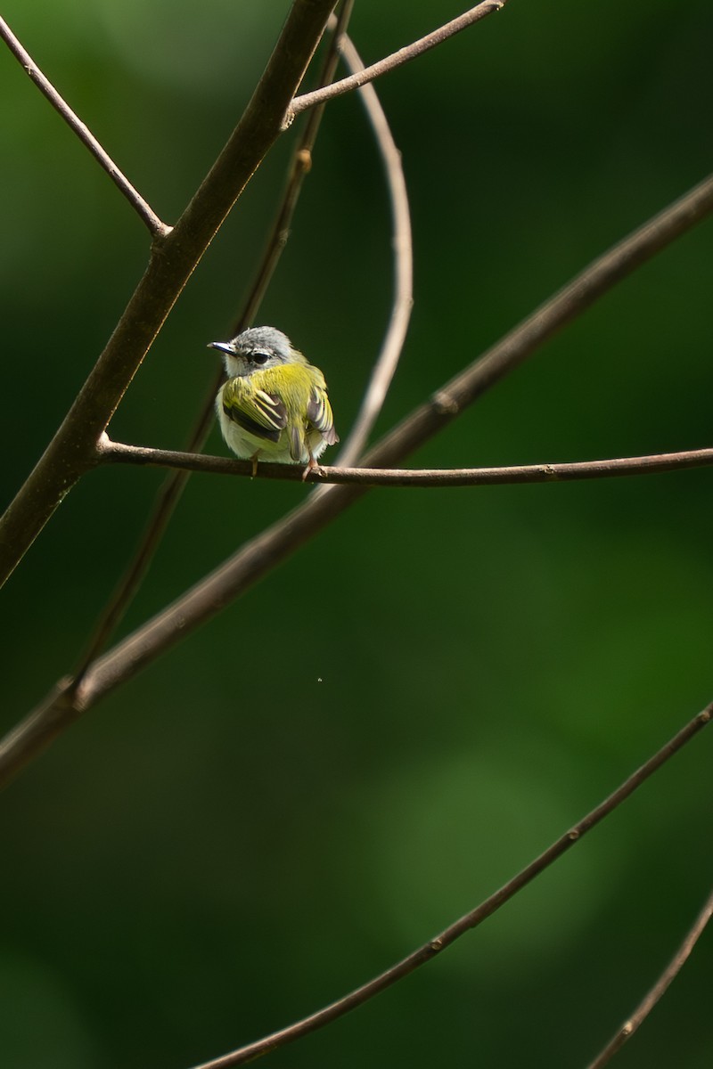 Microtyran à queue courte - ML643887903