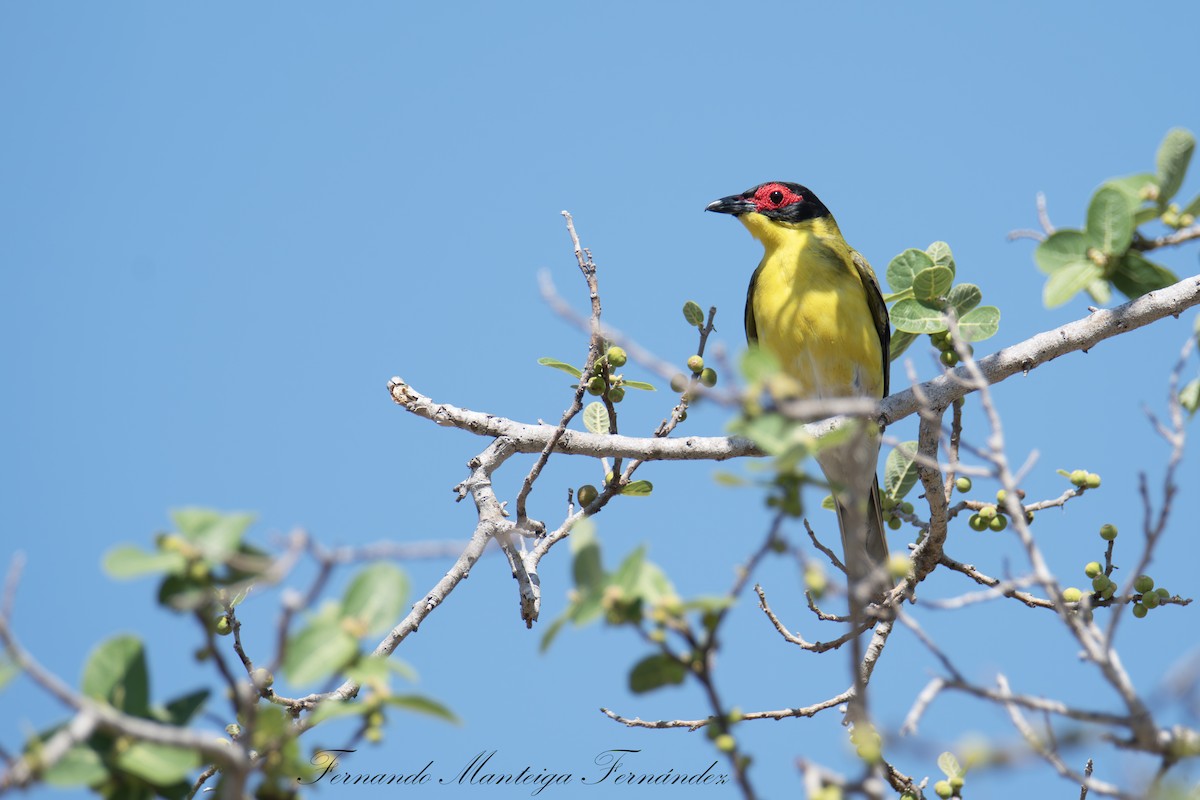 Australasian Figbird - ML643887912