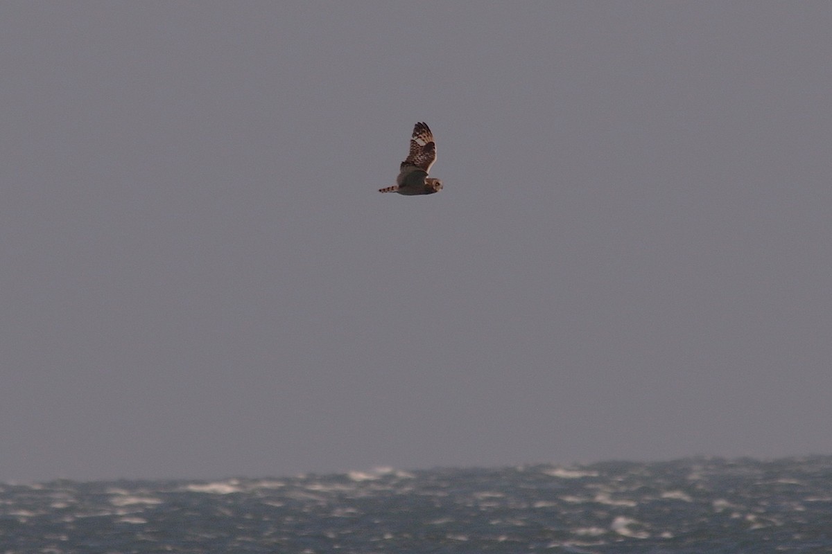 Хулгар гуйванга - ML643887917