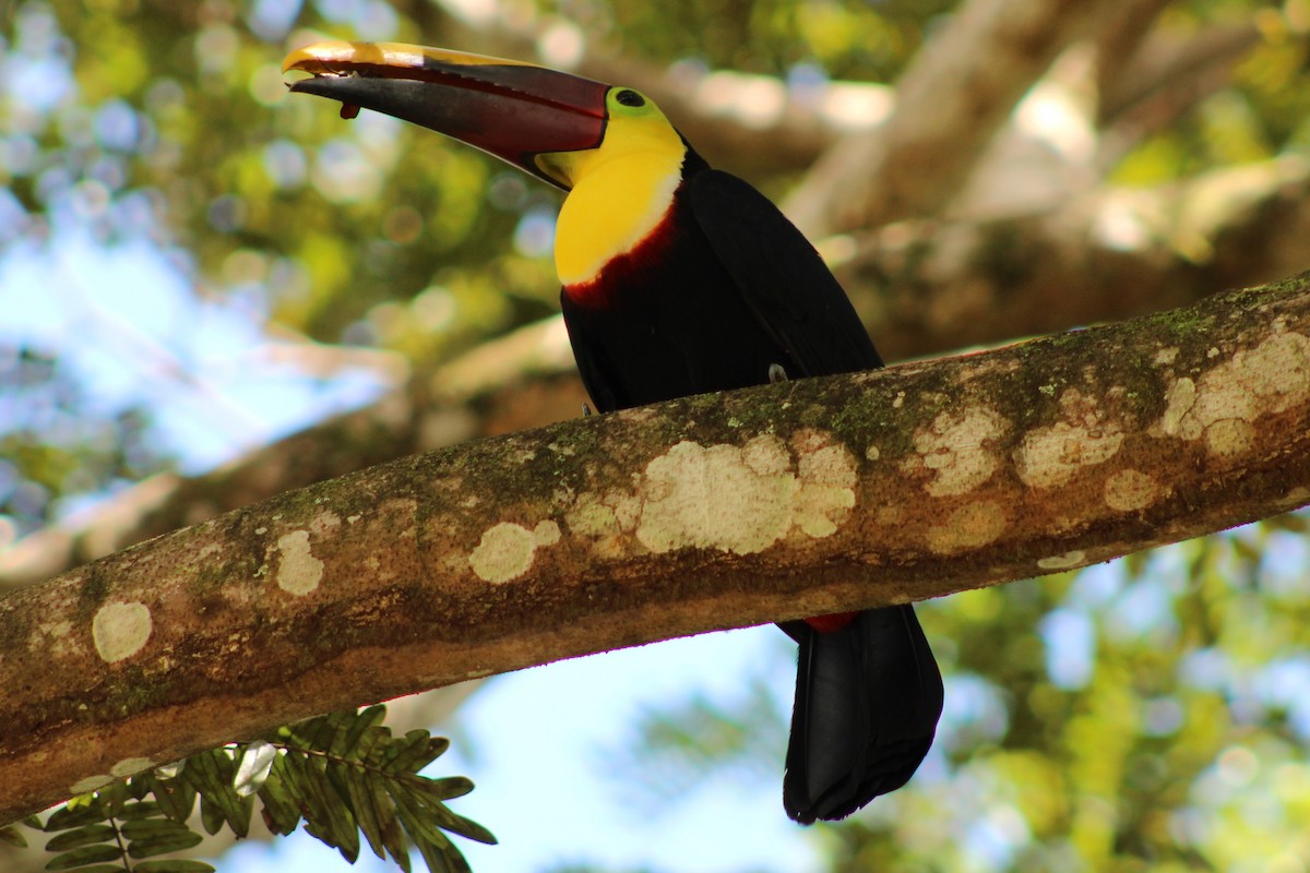 Yellow-throated Toucan - ML643887920