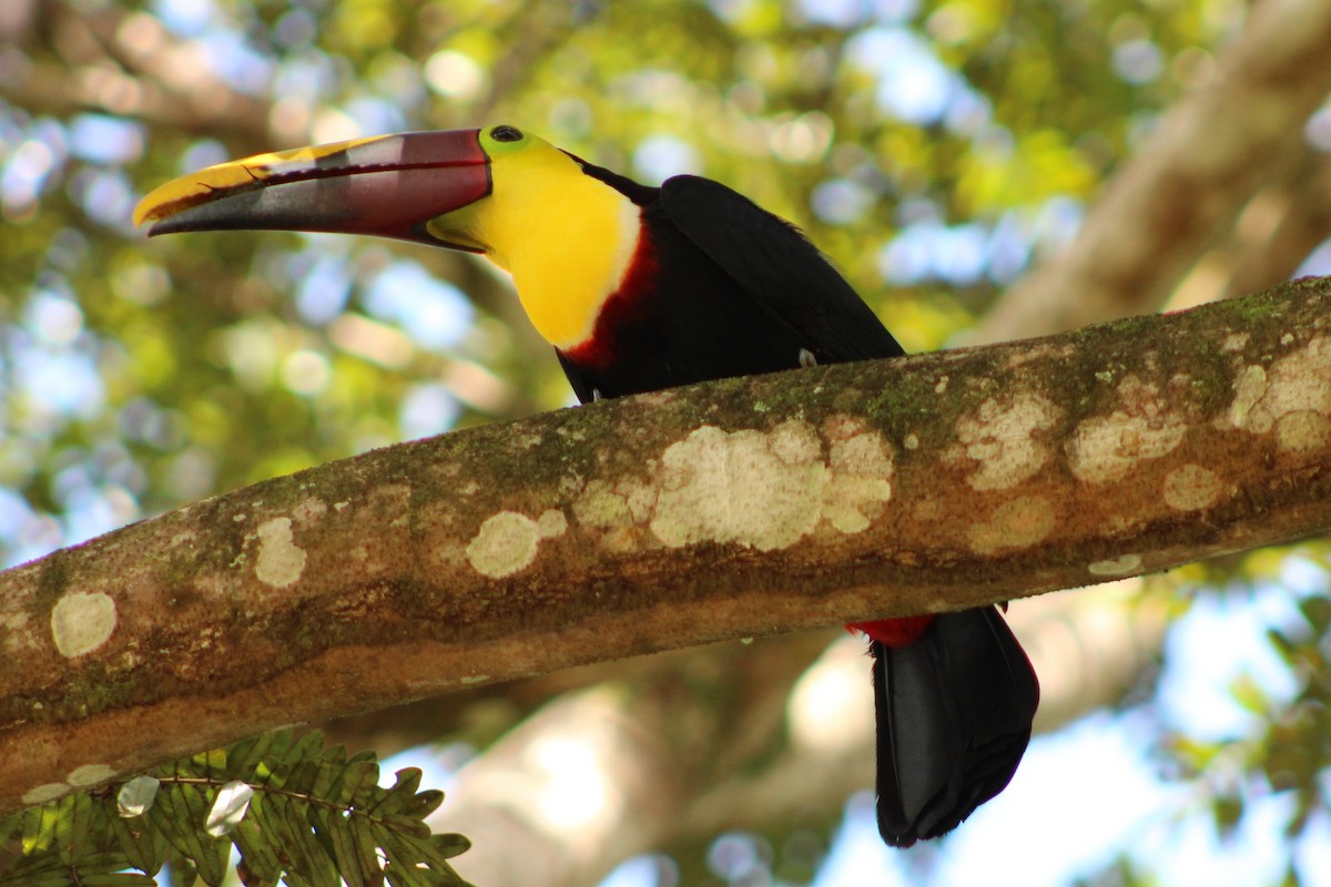 Yellow-throated Toucan - ML643887921