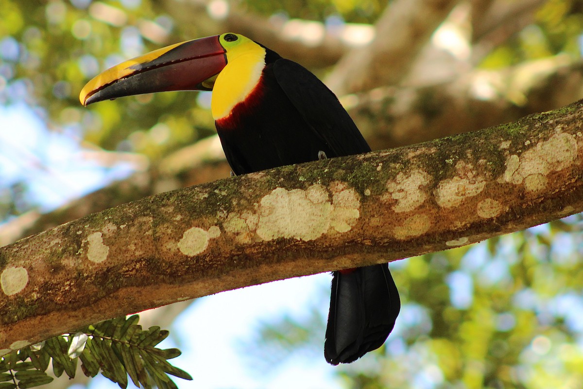 Yellow-throated Toucan - ML643887922