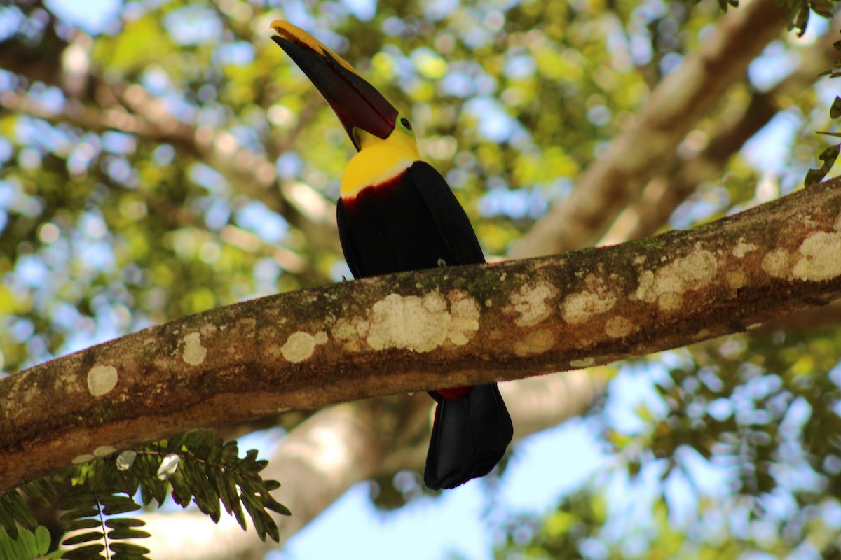 Yellow-throated Toucan - ML643887923