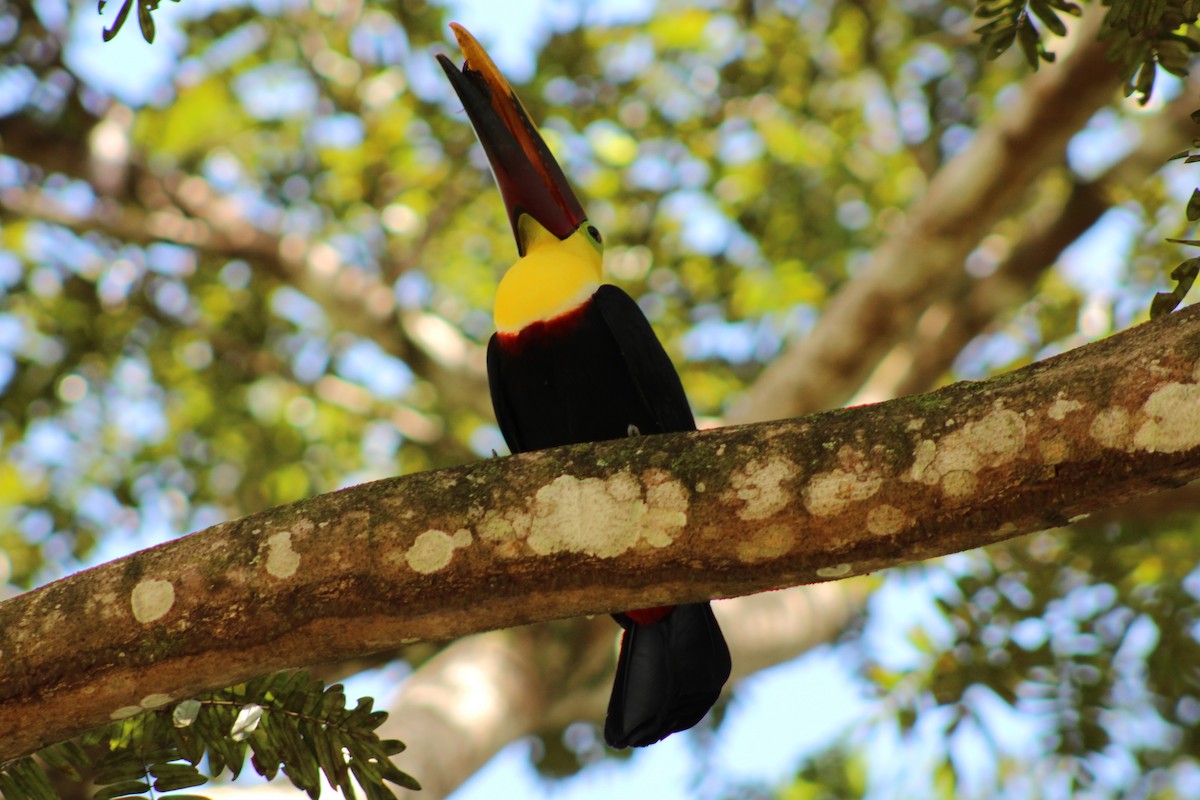 Yellow-throated Toucan - ML643887924