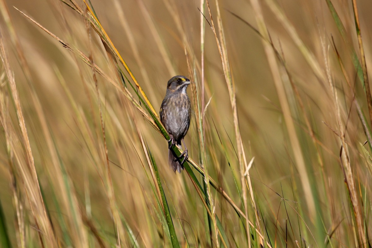 Seaside Sparrow - ML643887925