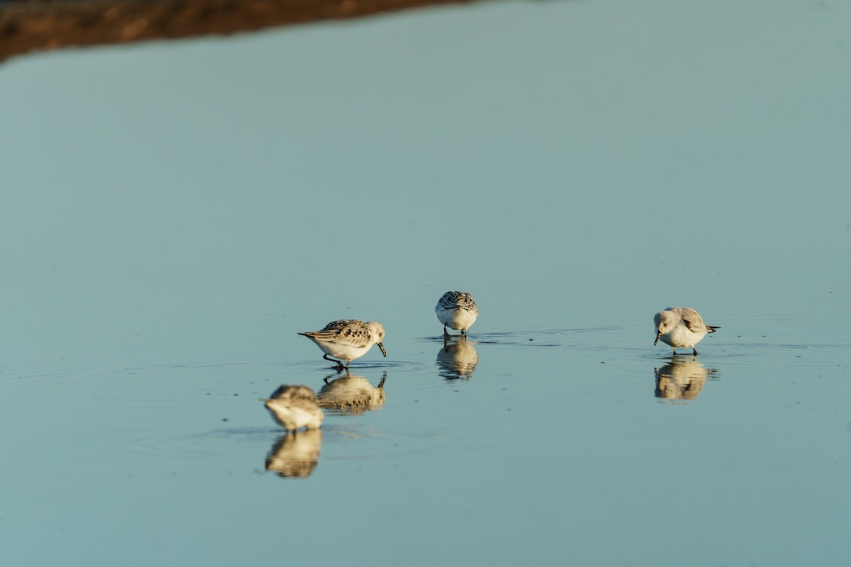 Sanderling - ML643887928