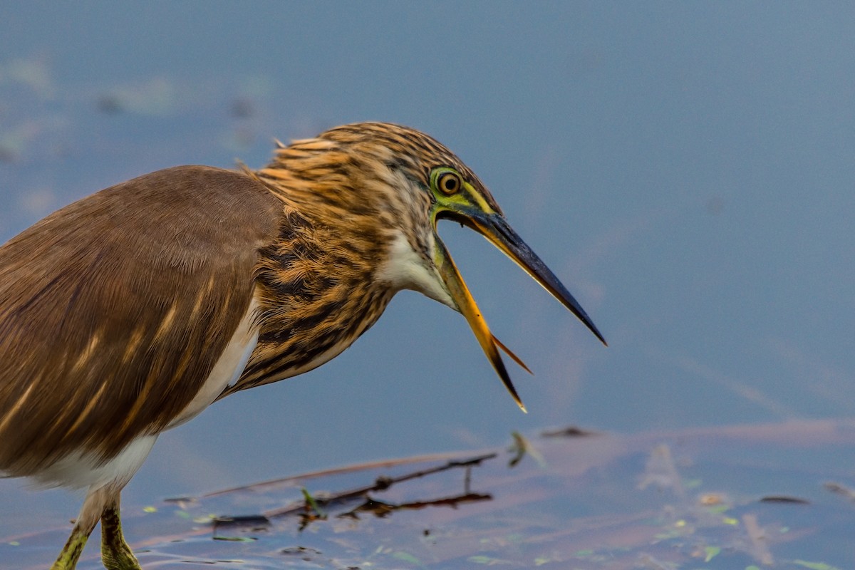 Indian Pond-Heron - ML643887930