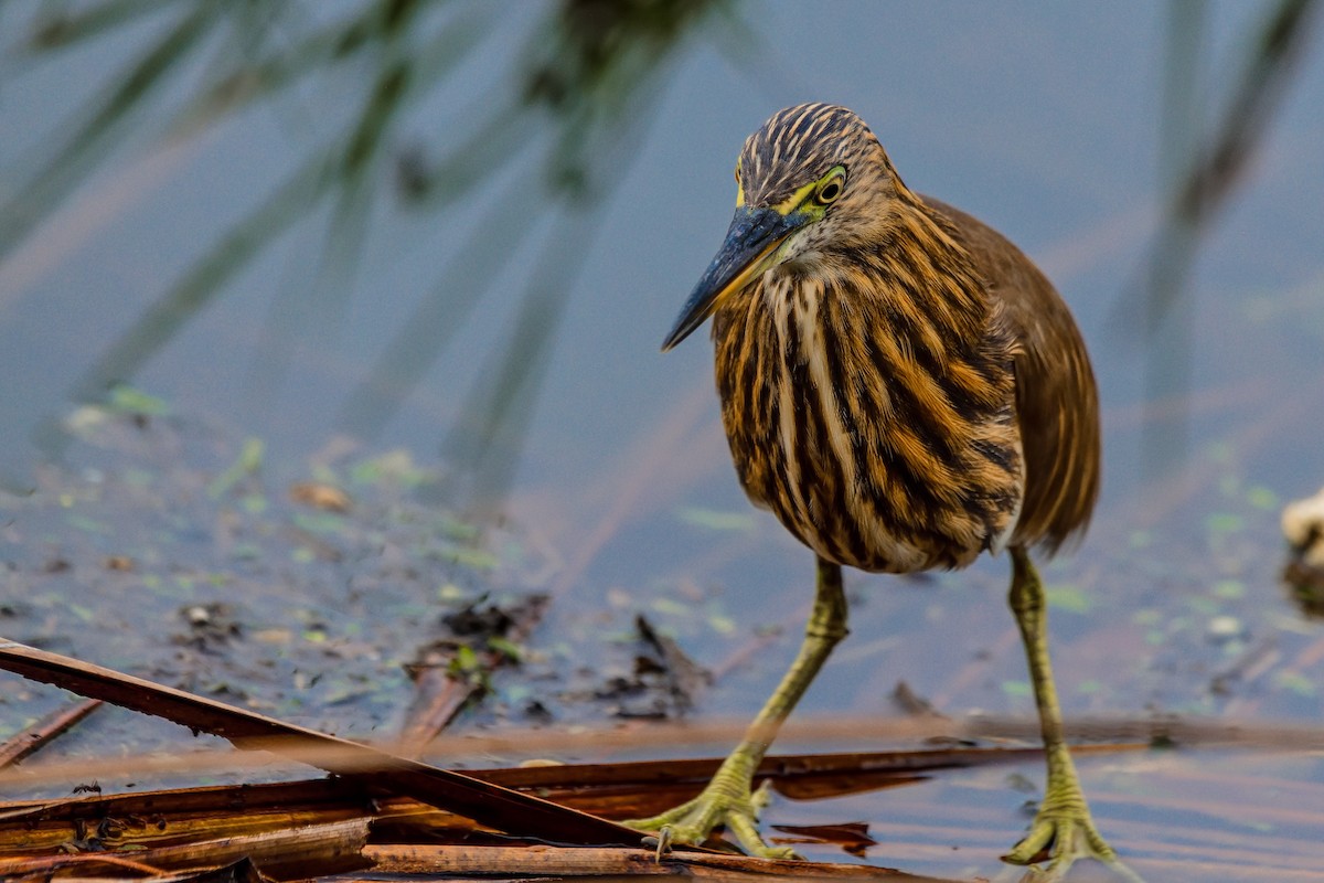 Indian Pond-Heron - ML643887931