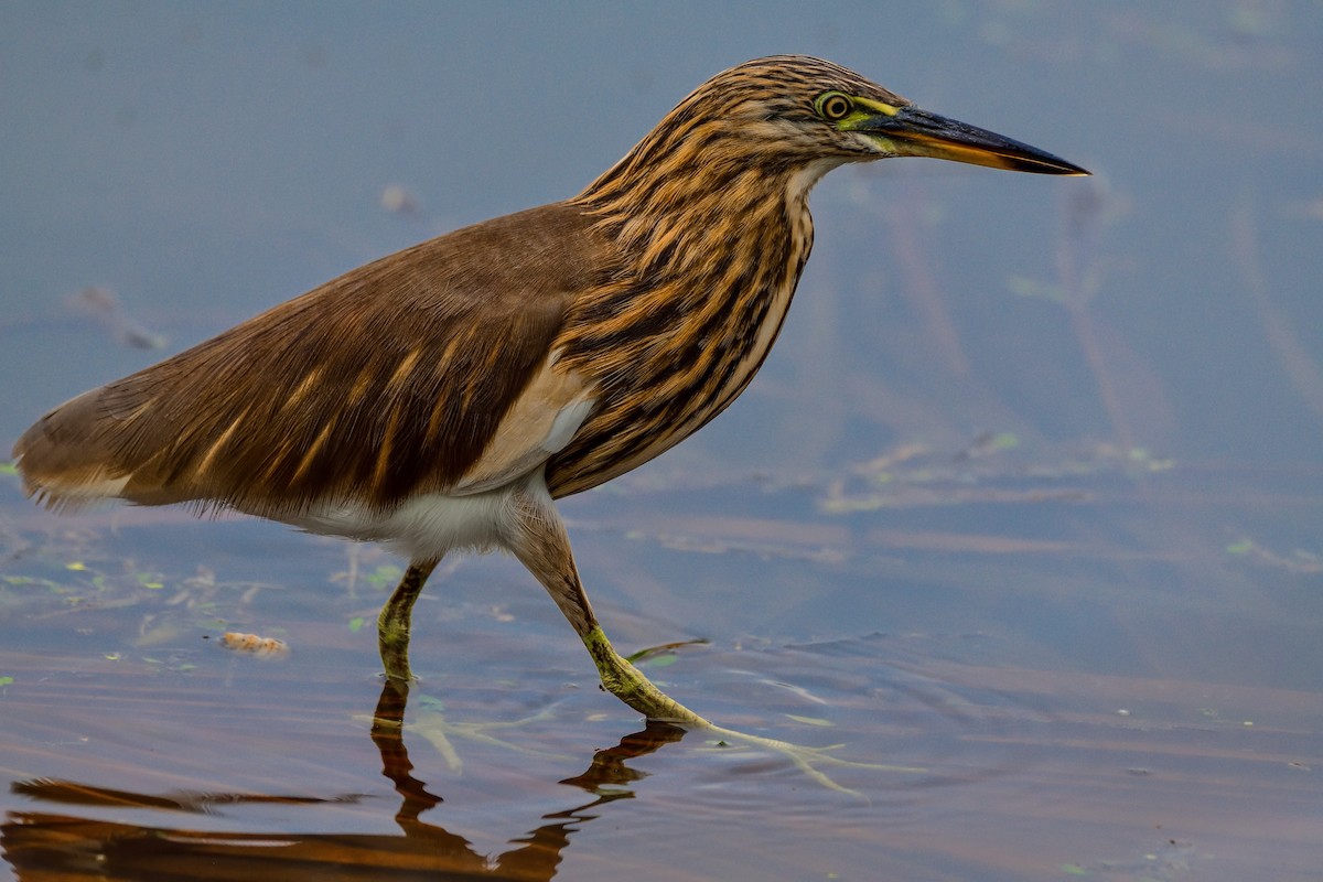 Indian Pond-Heron - ML643887932