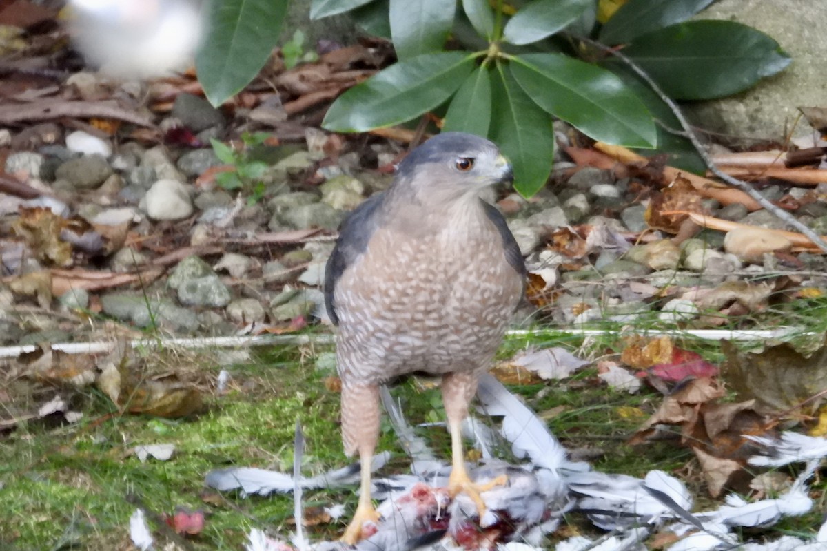 Cooper's Hawk - ML643887941