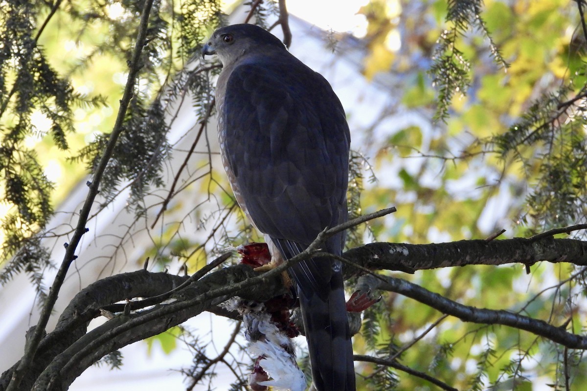 Cooper's Hawk - ML643887942