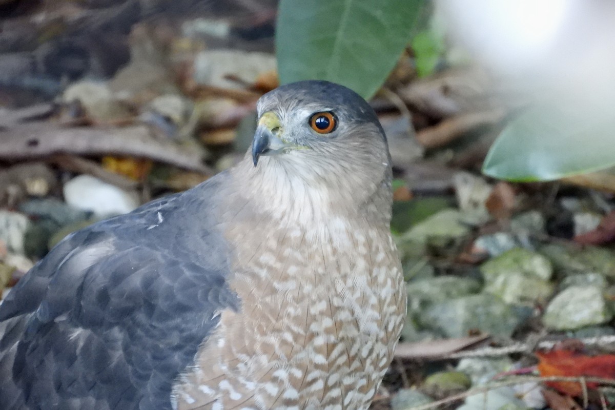 Cooper's Hawk - ML643887943