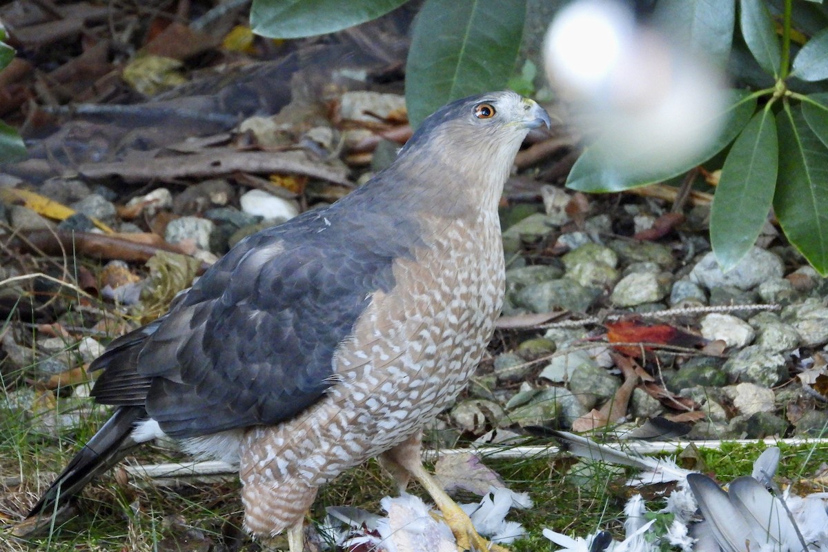Cooper's Hawk - ML643887944
