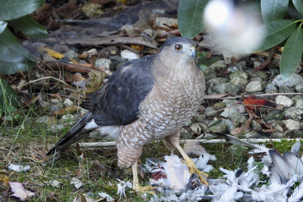 Cooper's Hawk - ML643887945