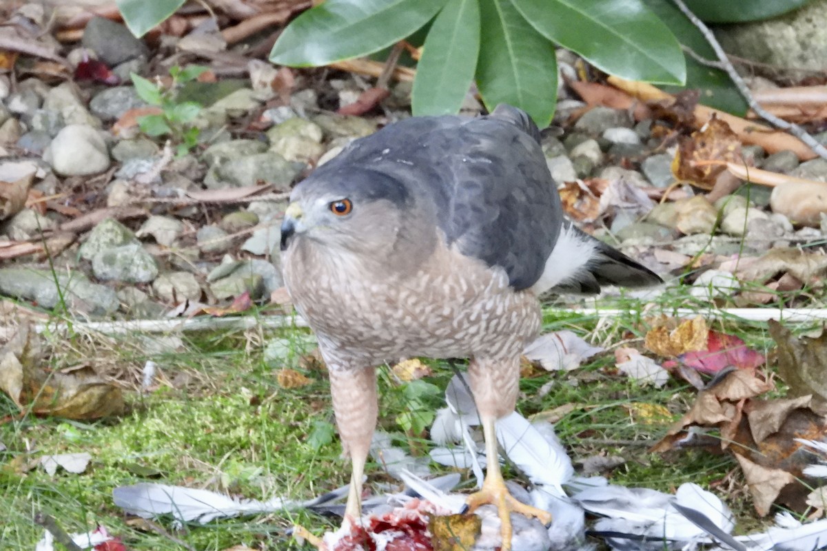 Cooper's Hawk - ML643887946