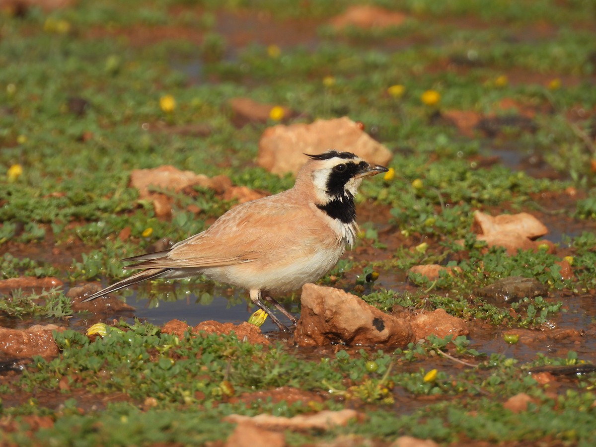 Temminck's Lark - ML643887953