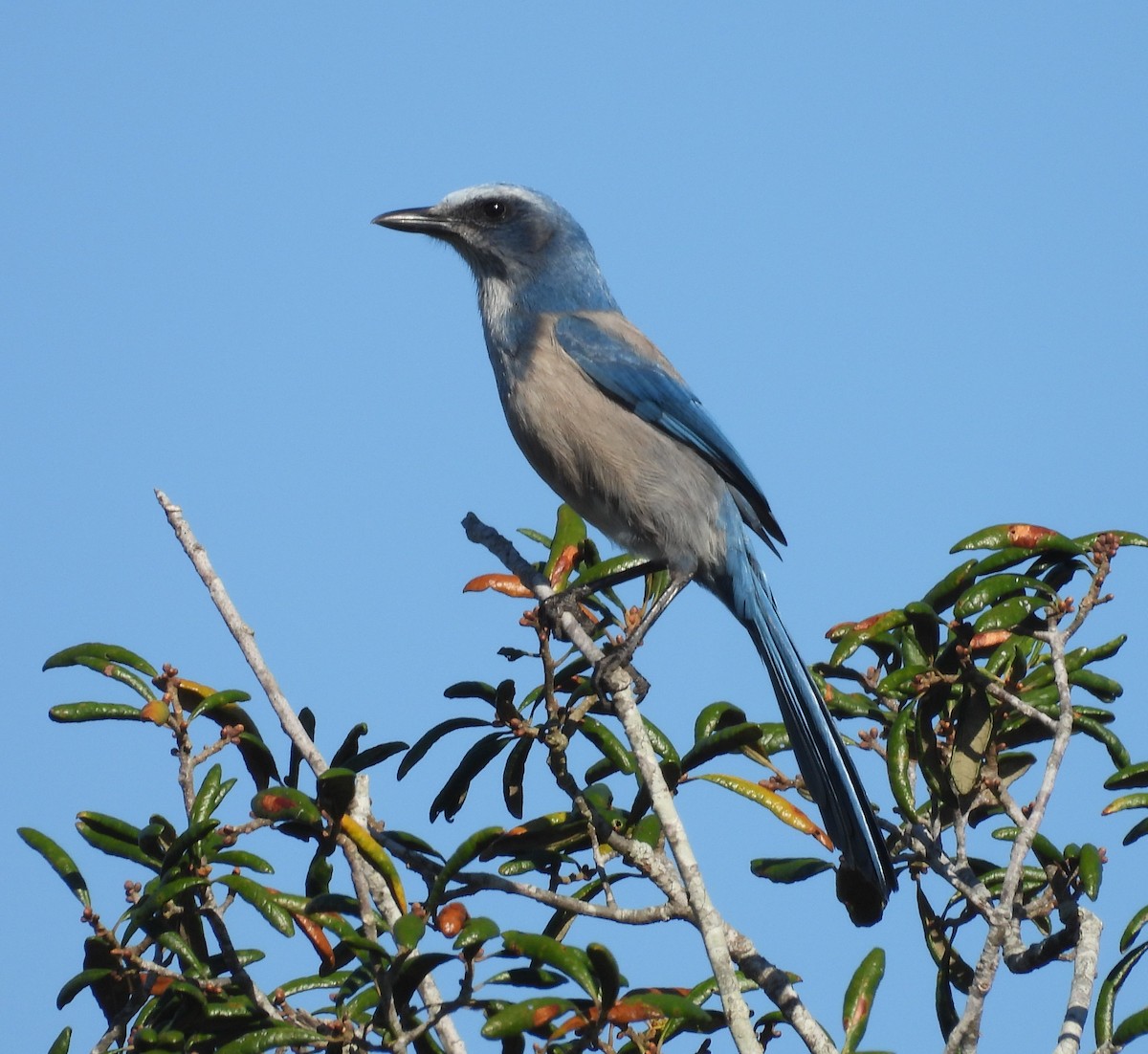 Florida Scrub-Jay - ML643887959