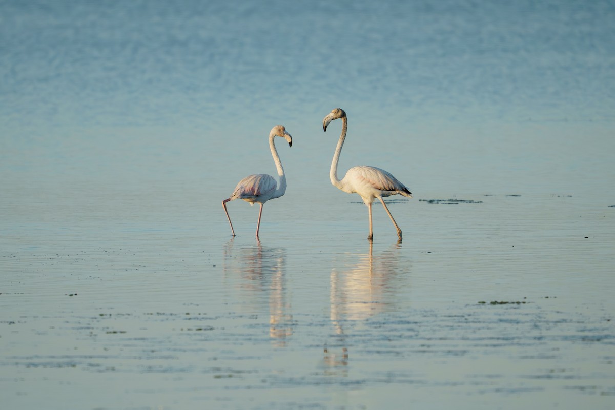 Greater Flamingo - ML643887975